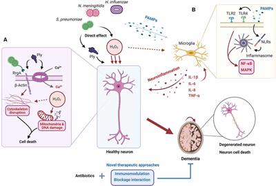 Neuronal Damage and Neuroinflammation, a Bridge Between Bacterial Meningitis and Neurodegenerative Diseases